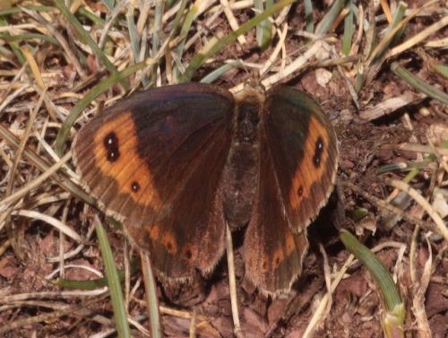 Erebia neoridas